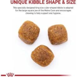 Royal Canin Feline Breed Nutrition Maine Coon Adult Dry Cat Food 11 Royal Canin Feline Breed Nutrition Maine Coon Adult Dry Cat Food -PurePet Bites Shop 88064 PT3. AC SS1800 V1696345013