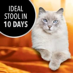 Iams Advanced Health Healthy Digestion Turkey & Chicken Recipe Adult Dry Cat Food -PurePet Bites Shop 908326 PT2. AC SS1800 V1689362928