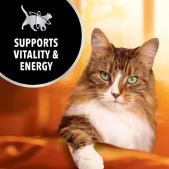 Iams Advanced Health Immune Health Salmon & Chicken Recipe Adult Dry Cat Food -PurePet Bites Shop 908358 PT2. AC SS1800 V1701882263