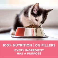 Purina ONE +Plus Healthy Kitten Formula Natural Dry Cat Food -PurePet Bites Shop 91700 PT5. AC SS1800 V1679673104