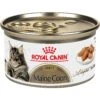 Royal Canin Feline Breed Nutrition Maine Coon Adult Thin Slices In Gravy Wet Cat Food, 3-oz Can, Case Of 24 1 Royal Canin Feline Breed Nutrition Maine Coon Adult Thin Slices In Gravy Wet Cat Food, 3-oz Can, Case Of 24 -PurePet Bites Shop 918398 MAIN. AC SS1800 V1691781772