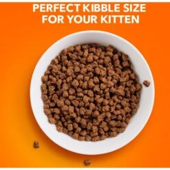 Iams ProActive Health Kitten Dry Cat Food 14 Iams ProActive Health Kitten Dry Cat Food -PurePet Bites Shop 93654 PT3. AC SS1800 V1609948058