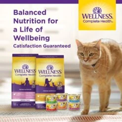 Wellness Complete Health Seafood Pate Favorites Variety Pack Grain-Free Wet Cat Food, 3-oz Can, Case Of 12 -PurePet Bites Shop 984646 PT7. AC SS1800 V1699642706
