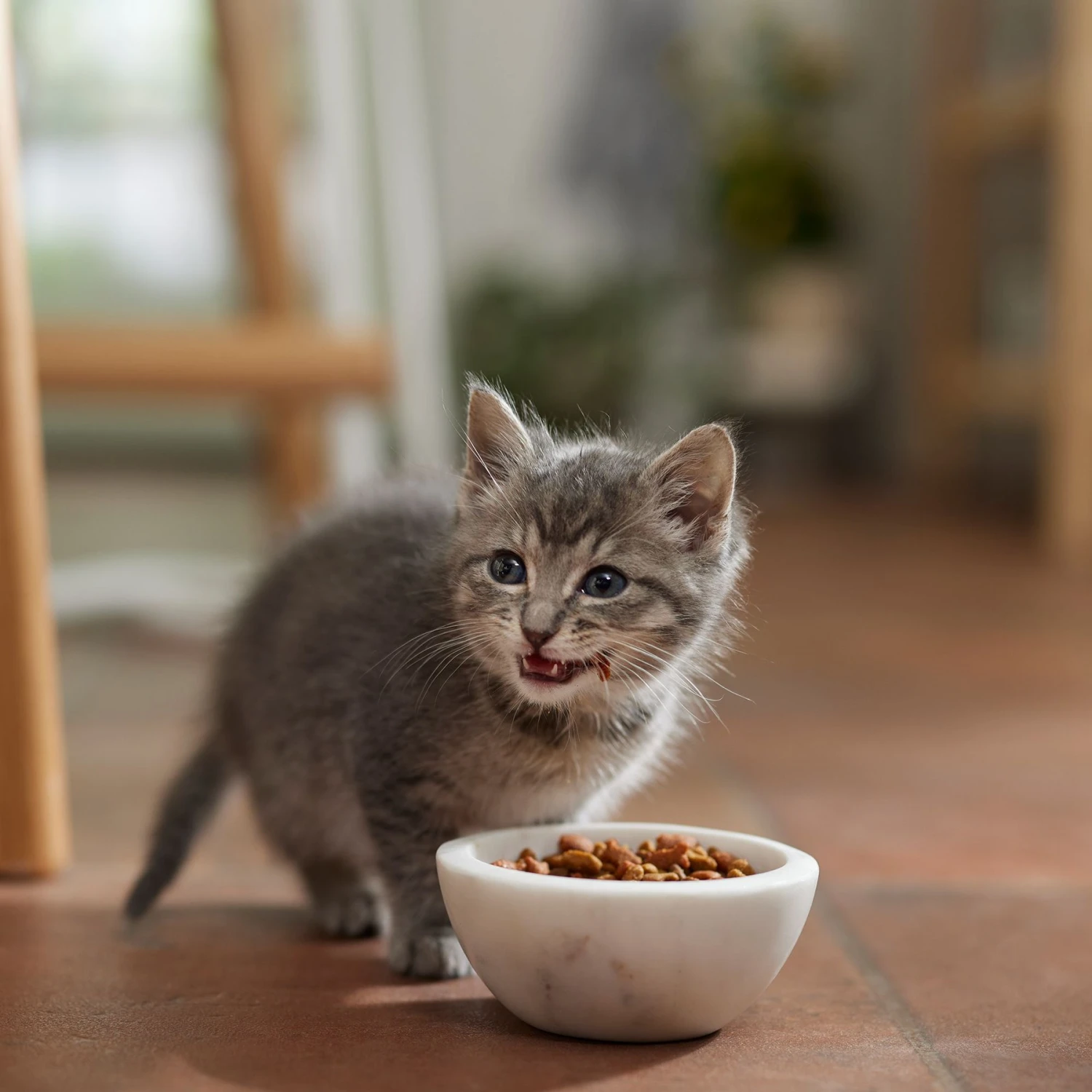 Meow Mix Kitten Li'l Nibbles Dry Cat Food 6 Meow Mix Kitten Li'l Nibbles Dry Cat Food - Image 4