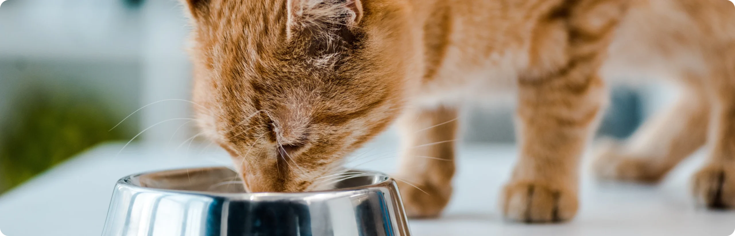 PurePet Bites Shop -PurePet Bites Shop banner247 scaled